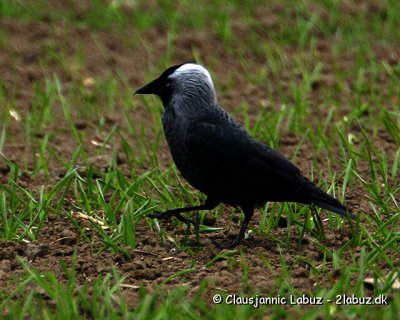 Crows & Magpies