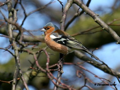 Common Chaffinch / Bogfinke