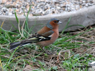Common Chaffinch / Bogfinke
