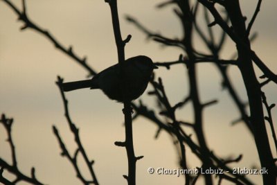 House Sparrow / Grspurv