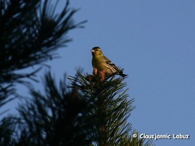 Eurasian Siskin / Grnisken