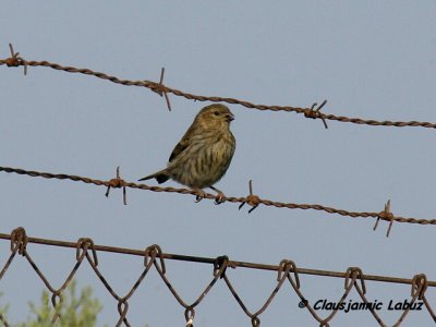 European Serin / Gulirisk