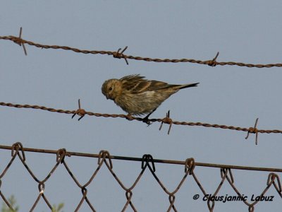 European Serin / Gulirisk