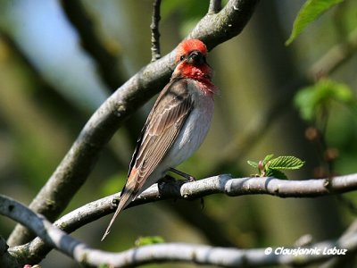 Common Rosefinch / Karmindompap
