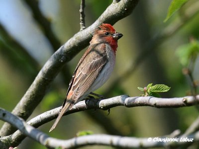 Common Rosefinch / Karmindompap