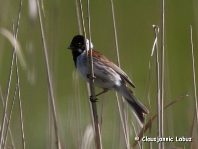 Reed Bunting / Rrspurv