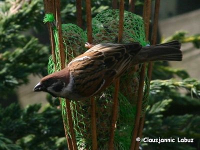 Tree Sparrow / Skovspurv