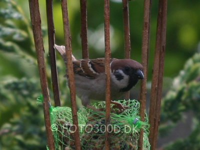 Tree Sparrow / Skovspurv