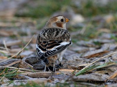 Snow Bunting / Snespurv