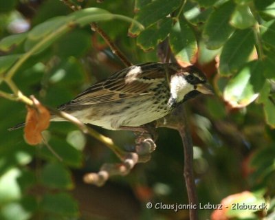 Spannish Sparrow / Spansk Spurv