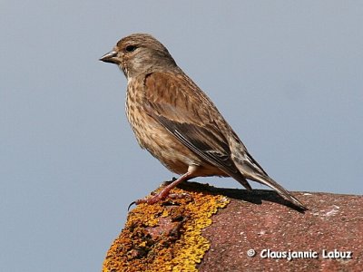 Common Linnet / Tornirisk