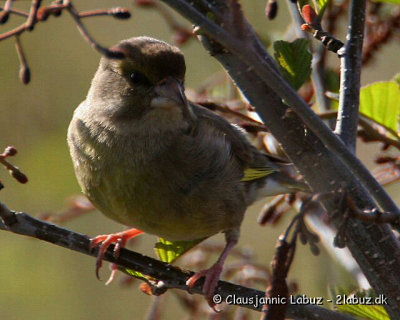 Common Greenfinch / Grnirisk