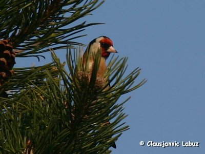 European Goldfinch / Stillits