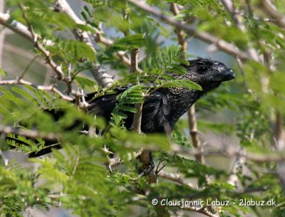 Smoothbilled Ani / Almindelig Ani