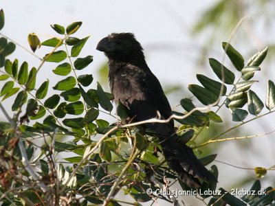Smoothbilled Ani / Almindelig Ani