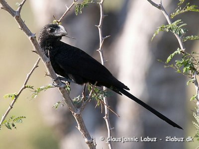 Smoothbilled Ani / Almindelig Ani