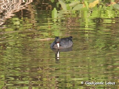 American Coot / Amerikansk Blishøne