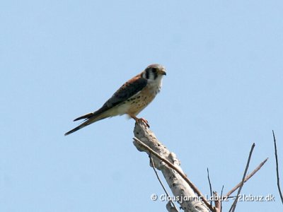 American Kestrel / Amerikansk Tårnfalk