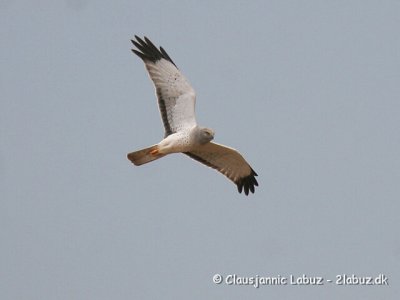 Hen Harrier / Blå Kærhøg