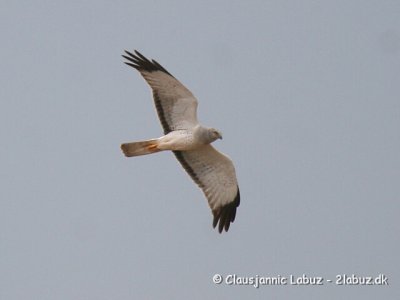 Hen Harrier / Blå Kærhøg