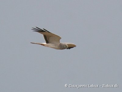 Hen Harrier / Blå Kærhøg