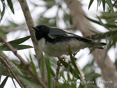 Black-throated Blue Warbler / Blå sanger
