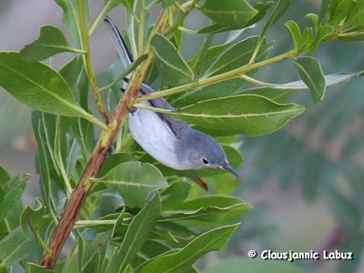 Bluegrey Gnatcatcher / Blågrå Snerresmutte