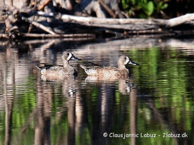 Bluewinged Teal / Blåvinget And