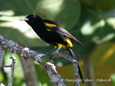 Blackcowled Oriole / Cuba Trupial