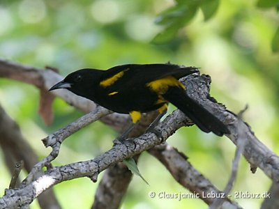 Blackcowled Oriole / Cuba Trupial