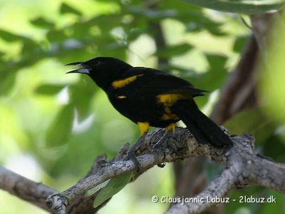 Blackcowled Oriole / Cuba Trupial