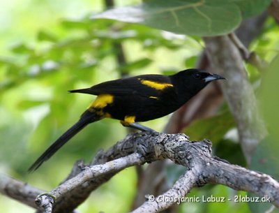 Blackcowled Oriole / Cuba Trupial