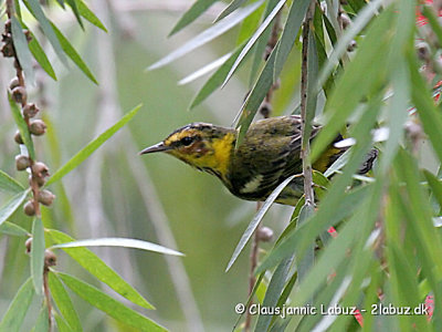 Cape May Warbler / Brunkindet Sanger