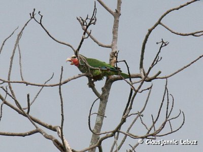 Cuban Amazon / Cuba Amazone