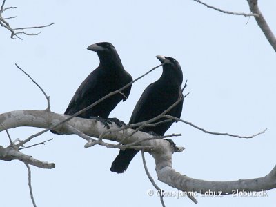 Cuban Crows / Cuba Krager