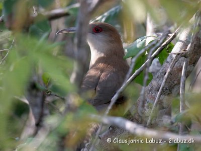 Great Lizard Cuckoo / Cuba Øglegøg
