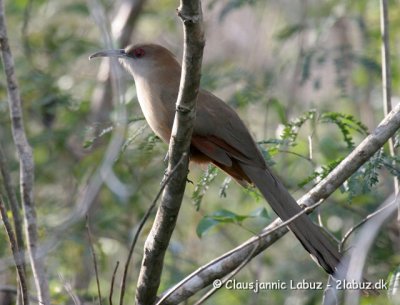 Great Lizard Cuckoo / Cuba Øglegøg