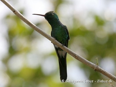 Cuban Emerald / Cuba Smaragd
