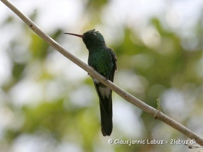 Cuban Emerald / Cuba Smaragd