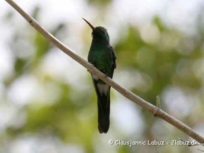 Cuban Emerald / Cuba Smaragd