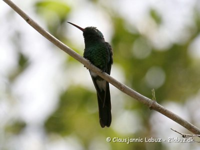 Cuban Emerald / Cuba Smaragd