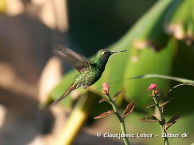 Cuban Emerald / Cuba Smaragd
