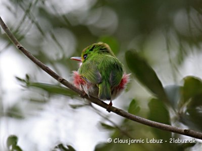 Cuban Tody / Cuba Todi