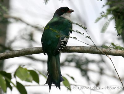 Cuban Trogon / Cuba Trogon