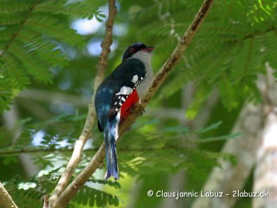 Cuban Trogon / Cuba Trogon