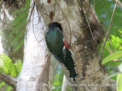 Cuban Trogon / Cuba Trogon
