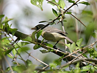 Cuban Vireo / Cuba Vireo