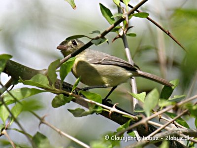 Cuban Vireo / Cuba Vireo