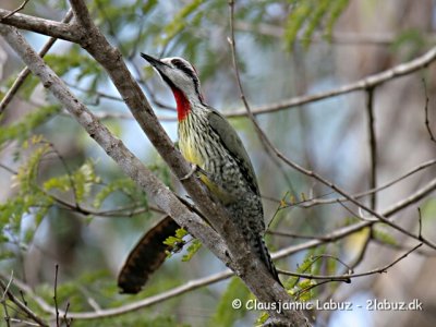 Cuban Green Woodpecker / Cubagrønspaette