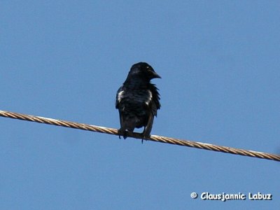 Cuban Martin (Purple-?) / Cubasvale (Purpursvale?)